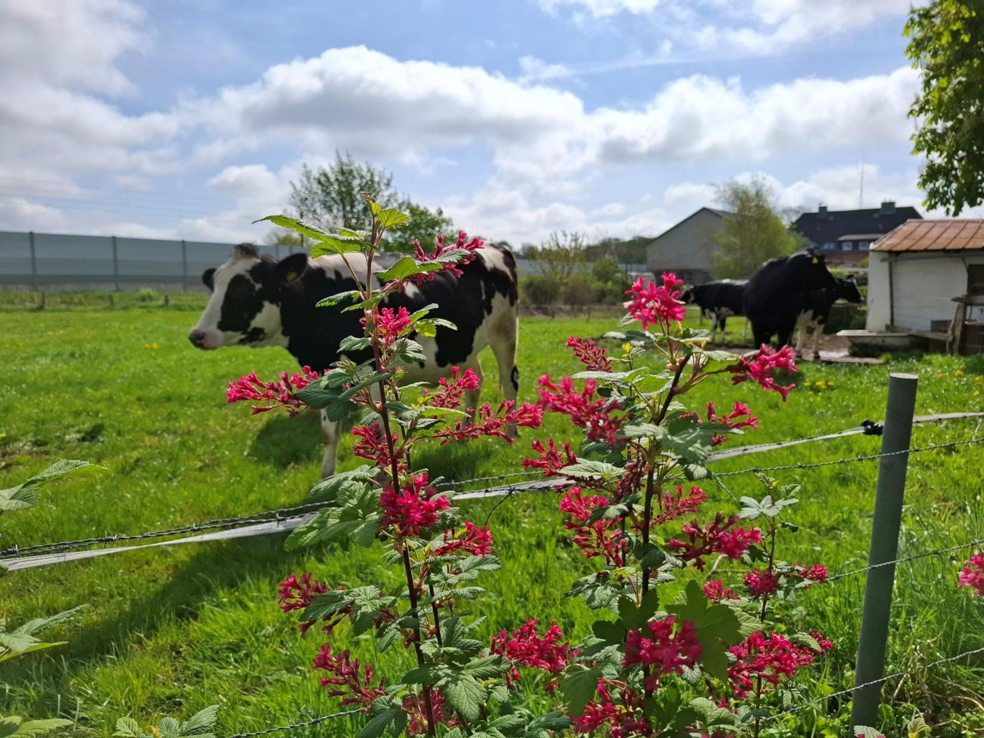 Ferienwohnung Naeve - Gemuetliche Wohnung Auf Dem Lande Mit Zwei Schlafzimmern Barderup Exteriör bild